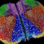 El superordenador Fugaku crea el mayor cerebro virtual del mundo