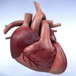 Hallan una posible vía para remediar el daño al corazón de la medicación contra el cáncer