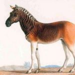 Animales extintos que la ciencia podría traer de vuelta a la vida