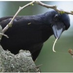 El pájaro más listo que el hambre