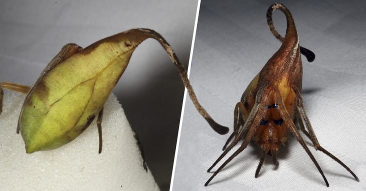 Preparen sus fobias: descubren nueva especie de araña, imita a una hoja para que no la veas