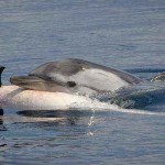 ¿Lloran por sus muertos las ballenas y los delfines?
