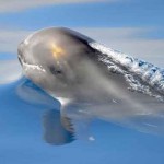 Los delfines escuchan el peligro