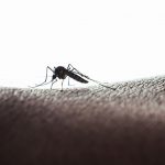 Crisis del dengue: América Latina en emergencia por el aumento de 50 % de casos en un mes