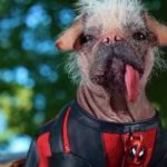 ‘Deadpool 3′ contará con el perro más feo del mundo y vuelve a retrasar su fecha de estreno