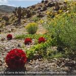 ¿Qué es el desierto florido?