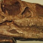 Descubren que algunos dinosaurios multiplicaban su tamaño en épocas de prosperidad