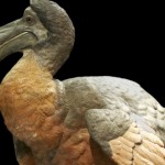 ¿Por qué se extinguió el dodo?