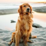 El ADN revela que la edad de los perros no equivale a siete años humanos por cada uno y ofrece un reloj biológico más preciso por raza
