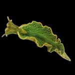 Mitad animal, mitad planta
