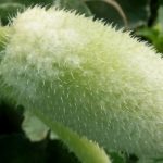 Estas plantas no necesitan abejas para esparcir sus semillas, lo hacen solas y de forma mucho más violenta