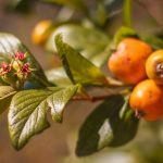 El tejocote: fruto con gran valor nutricional