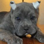 Colombia prohíbe cortar colas y orejas a los perritos solo por estética