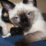 Estos son los síntomas del COVID-19 en las mascotas