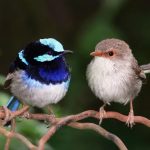 La evolución de las especies podría ser cuatro veces más rápida de lo que creíamos
