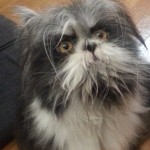 Este perro-gato ya triunfa en redes sociales