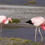 Así vuelan los flamencos andinos entre cuatro países para conseguir alimentos