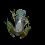 Las ranas de cristal esconden sangre en el hígado mientras duermen para mantenerse transparentes
