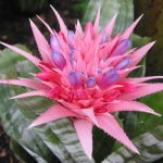 La planta de interior que florece una vez en la vida y es irresistible para todos los jardineros