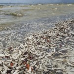 La marea roja dejó un centenar de manatíes y delfines muertos en Florida