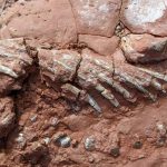 Hallan los fósiles de un animal desconocido que habría vivido antes de los dinosaurios