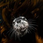 ¿Cómo saben las focas cuánto tiempo deben aguantar la respiración?