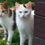¿A dónde va tu gato? ¡Científicos responden!