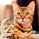 Los gatos de Bengala