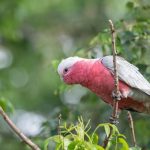 Cacatúa Galah: Todo lo que debes saber sobre este ave de color rosa