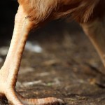 “Es una guerrera”: Una gallina lleva más de una semana viva sin cabeza