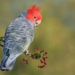 Cacatúa Gang-Gang​ (Callocephalon fimbriatum)