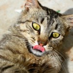 ¿Por qué los gatos tienen la lengua áspera?