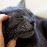 Mujer demanda a su esposo porque le da más atención a su gato que a ella
