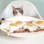 Diez alimentos muy peligrosos para los gatos
