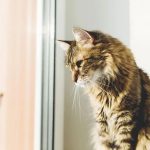 ¿Pueden ver los gatos realmente en la oscuridad?