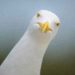 Sí, gritarles a las gaviotas realmente funciona, confirman los científicos