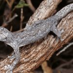 Descubren una nueva especie de gecónido