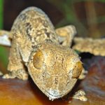 Descubren una nueva especie de reptil casi invisible en Madagascar