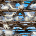 Gusanos transgénicos productores de telaraña, una revolución en la industria textil