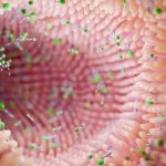 Las bacterias intestinales también regulan la temperatura corporal