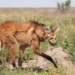 Cuatro especies que se creían extintas reaparecen este 2023