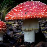 Una alternativa emergente a los hongos psicodélicos es más tóxica que el fentanilo, sugiere una nueva investigación