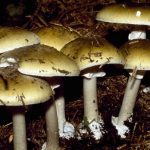 El hongo más mortífero se extiende por el mundo