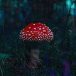 ueva Zelanda da un paso inesperado en salud mental: Aprueba el uso medicinal de los “hongos mágicos”