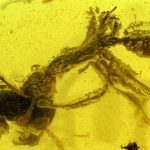 Una ‘hormiga del infierno’ ataca a su víctima de una manera única en un fósil de hace 99 millones de años