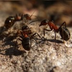 Las tareas de la hormiga reina