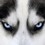 Huskies siberianos: 5 datos sobre la raza de perro más rusa