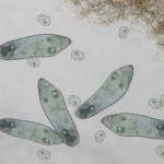 Acertijo Matemático – Reproducción de Amebas