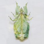 Animales miméticos: la perfección del camuflaje