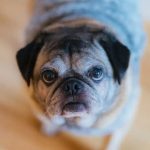 ¿Es cierto que tu perro te está juzgando en secreto?